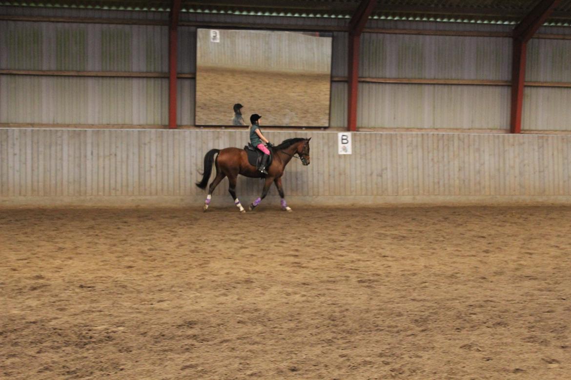 Tysk Sportspony Burghof´s voyager billede 11