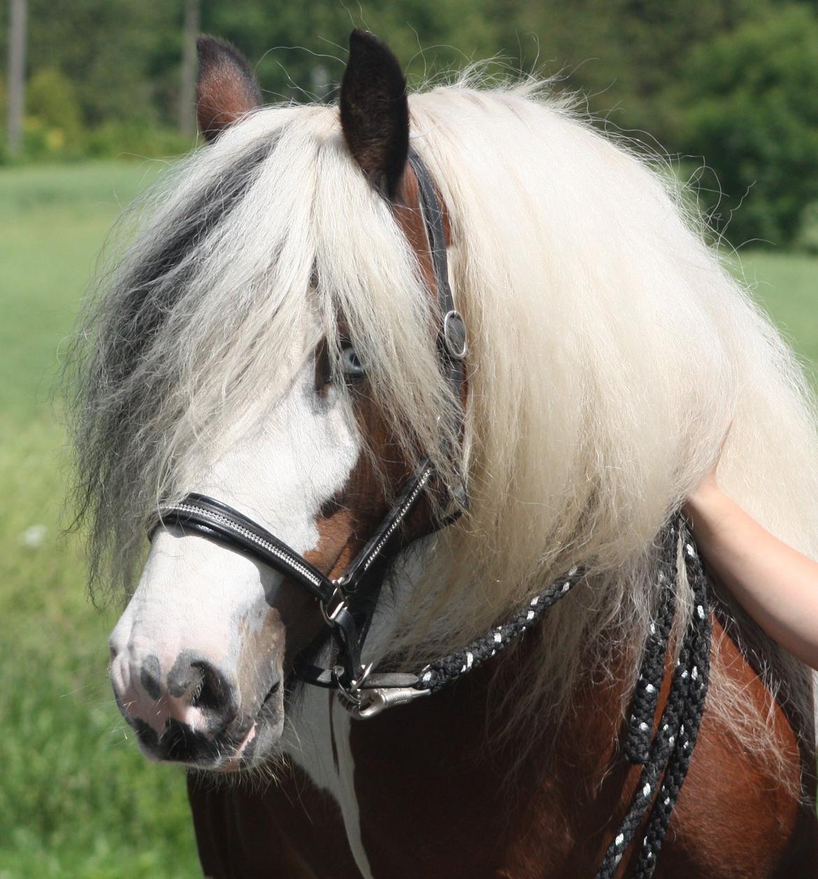 Irish Cob Salamanca (Sally) billede 2