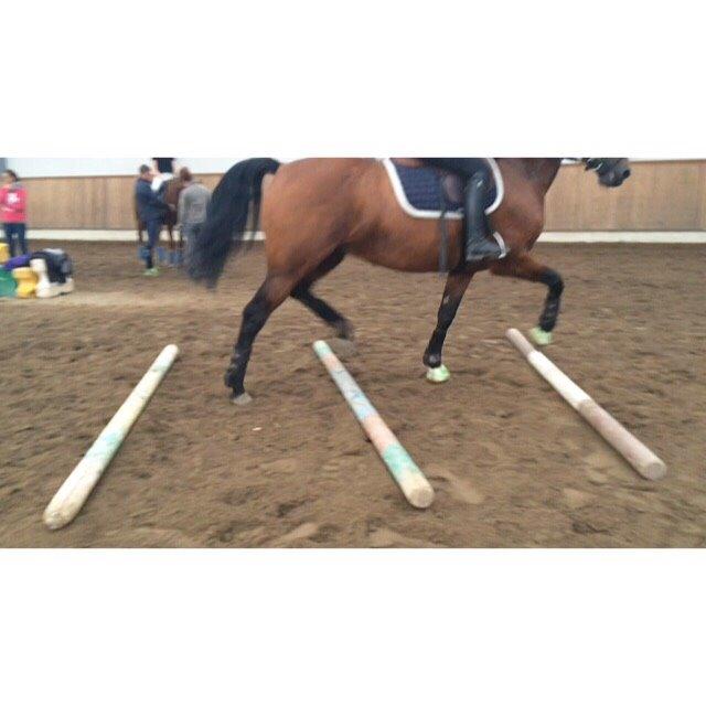 Polsk Varmblod Alvara billede 18