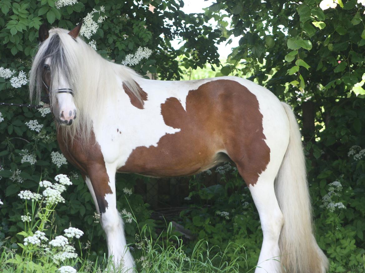 Irish Cob Salamanca (Sally) billede 6