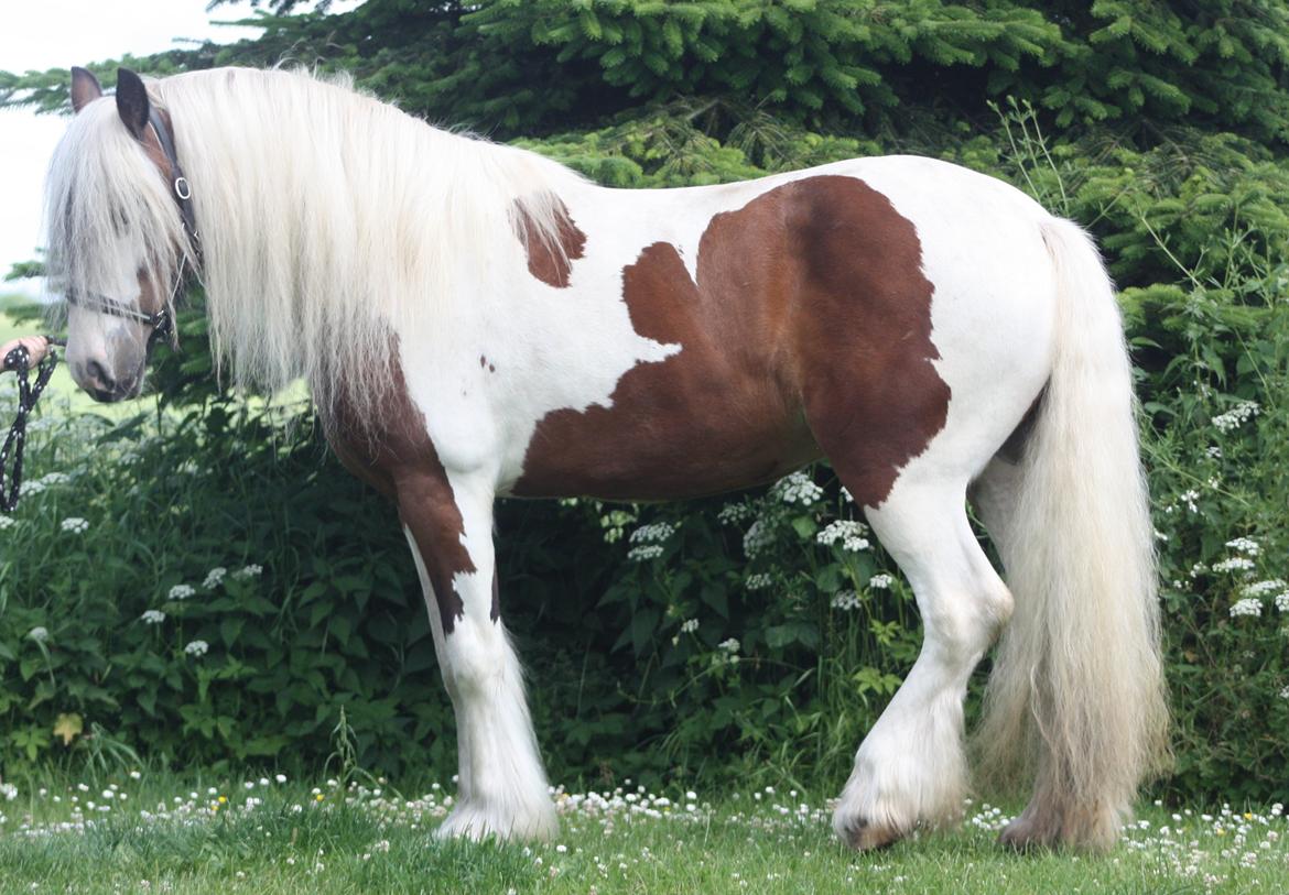 Irish Cob Salamanca (Sally) billede 7