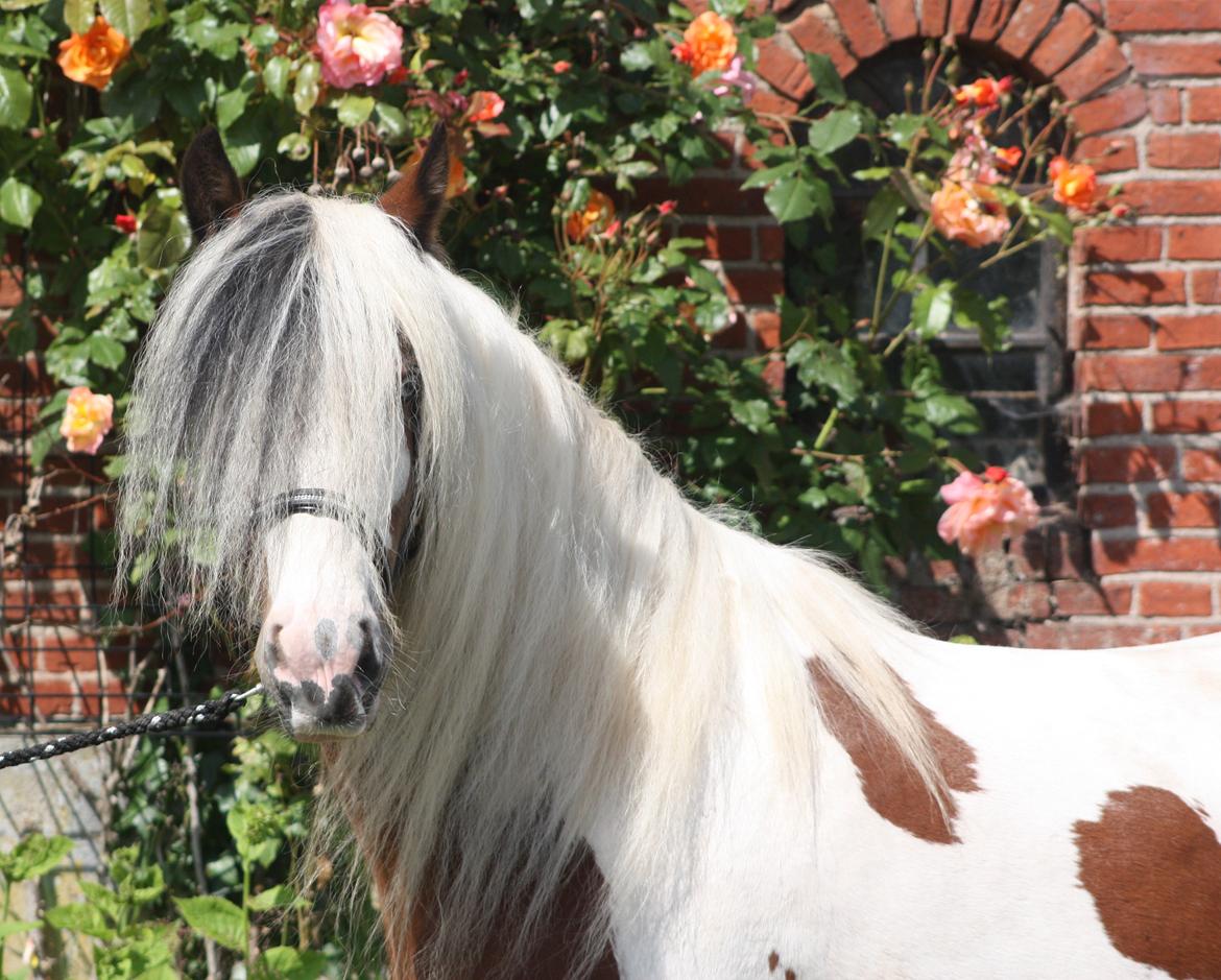 Irish Cob Salamanca (Sally) billede 8
