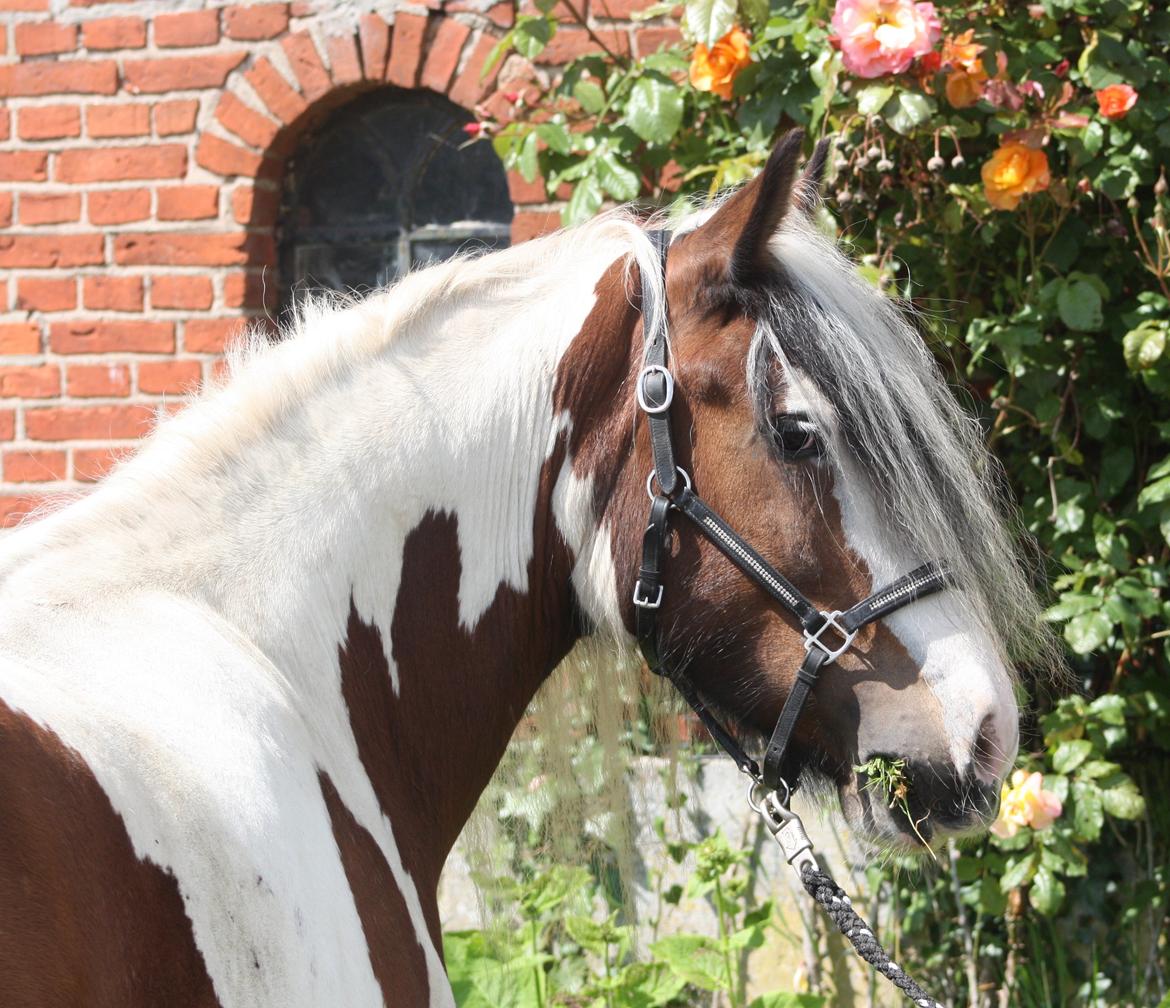 Irish Cob Salamanca (Sally) billede 9