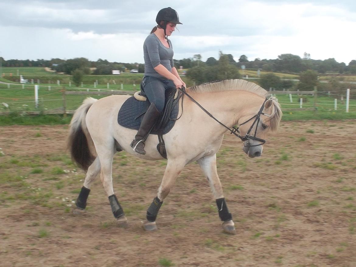 Fjordhest Møltrup Tor  billede 1