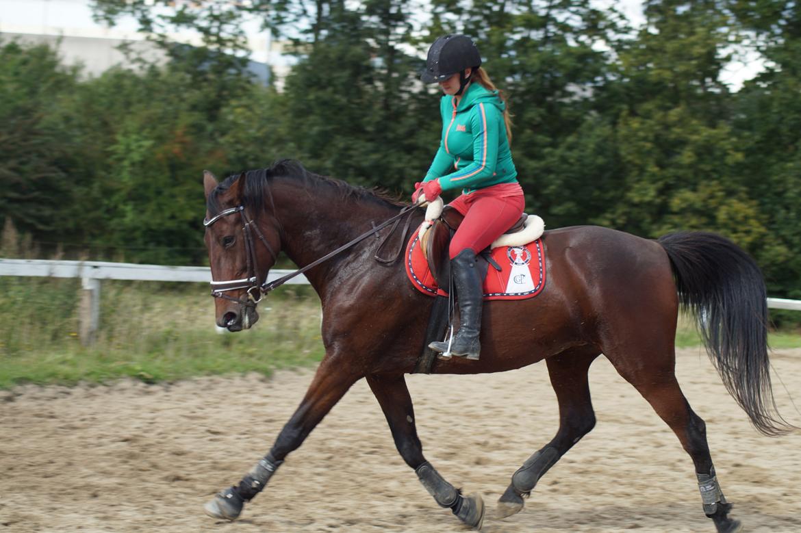 Traver Donna (prima Donna) billede 2