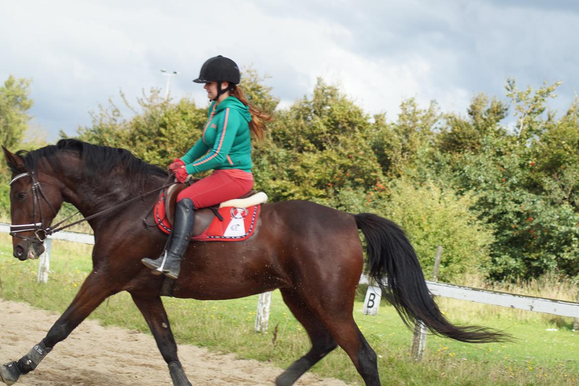 Traver Donna (prima Donna) billede 43