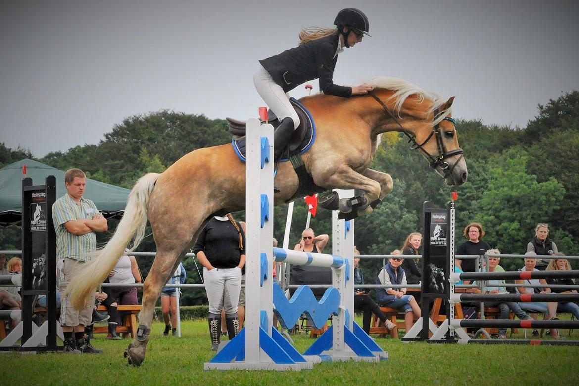 Haflinger Nantino Hestvang billede 1