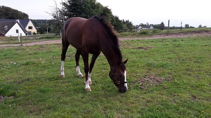 Anden særlig race Klintegårdens Kasus - Nyder den gode græs mums! billede 13