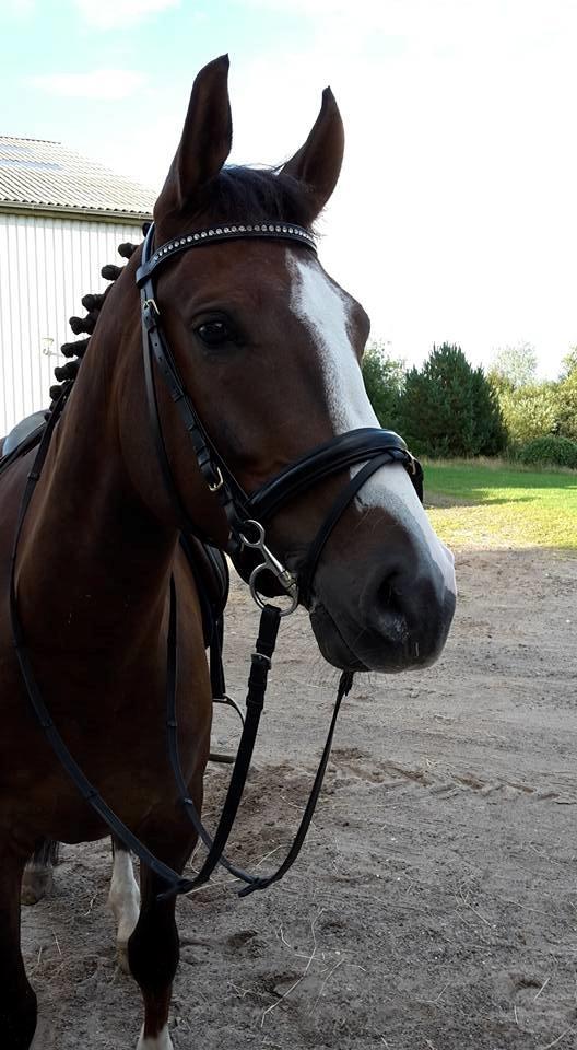 Anden særlig race Klintegårdens Kasus - Søde Kasus <3 billede 14