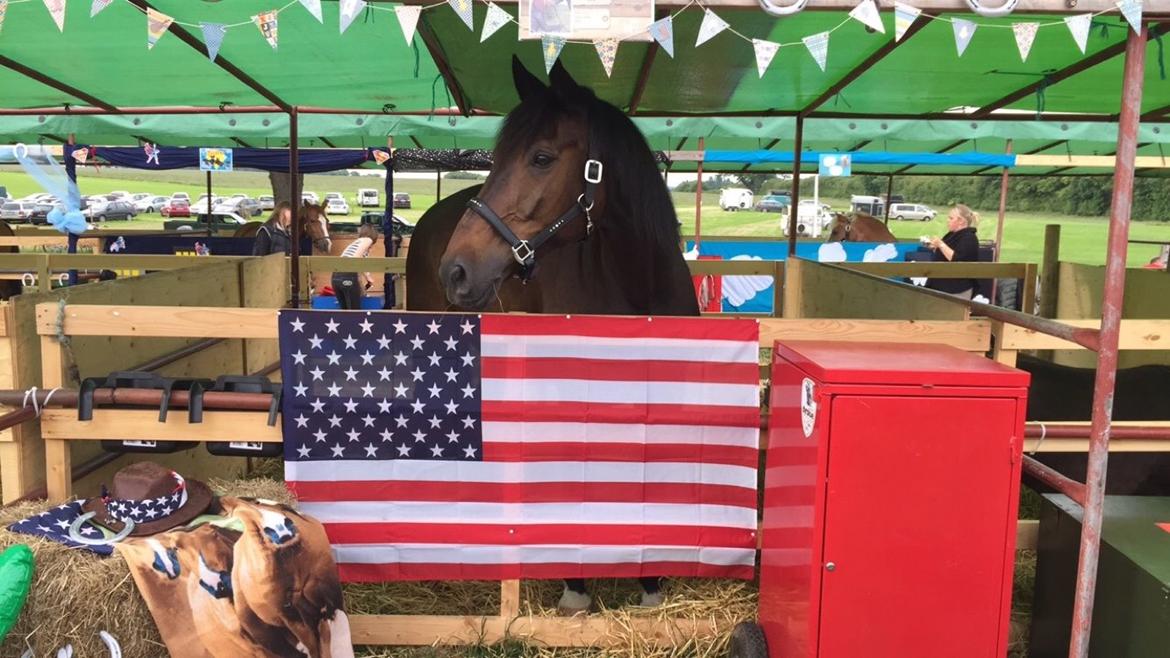 Dansk Varmblod Shadow  billede 13