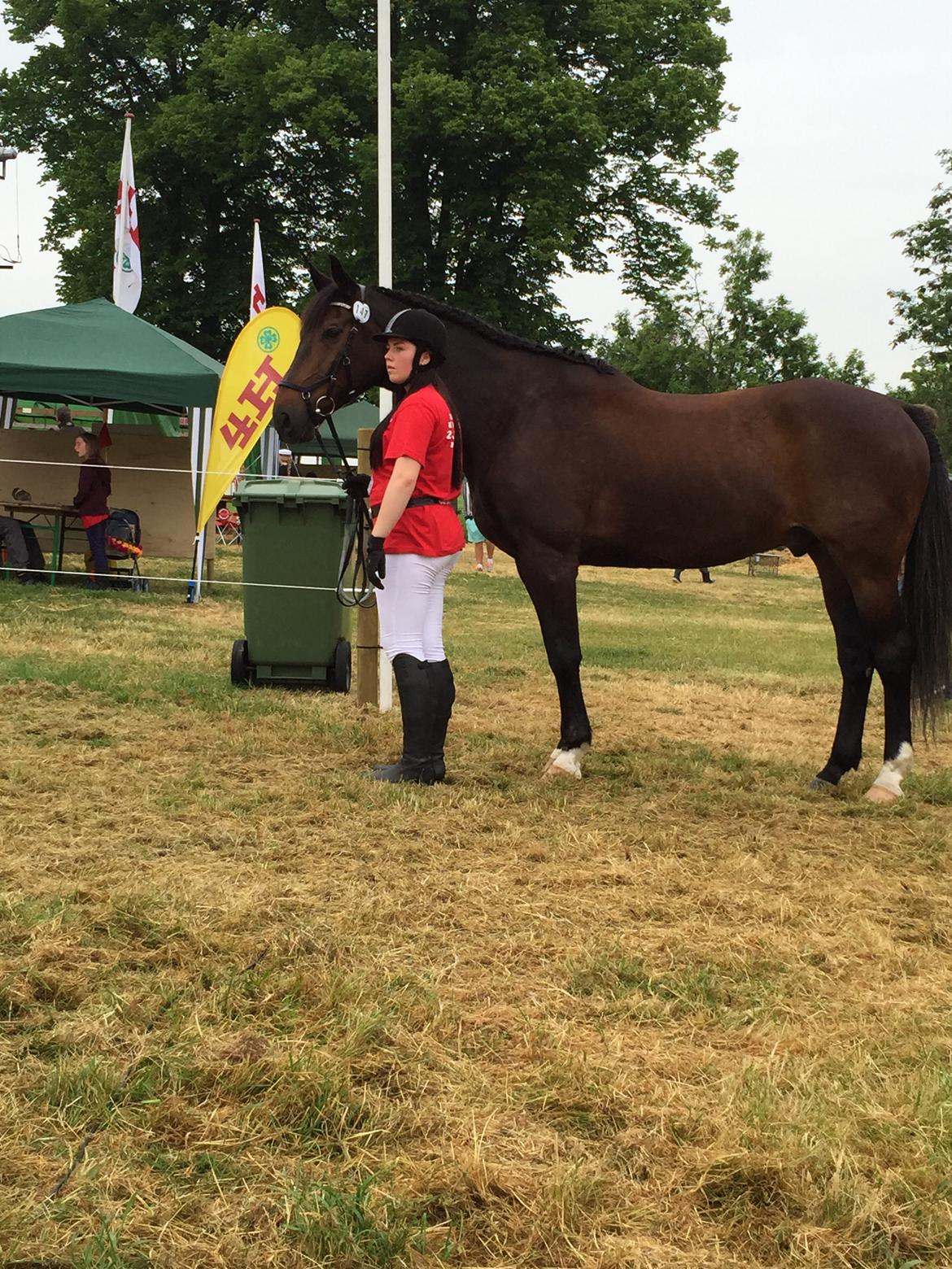 Dansk Varmblod Shadow  billede 15