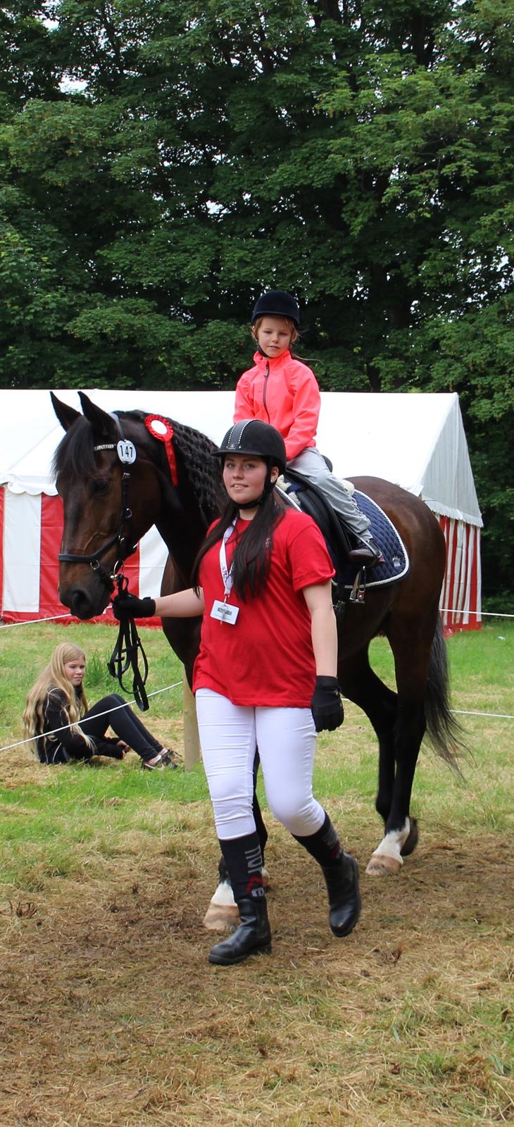 Dansk Varmblod Shadow  billede 16