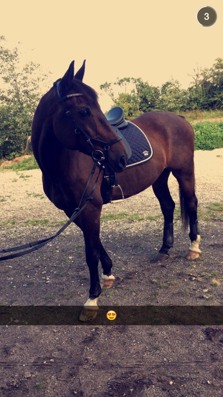 Dansk Varmblod Shadow  billede 17