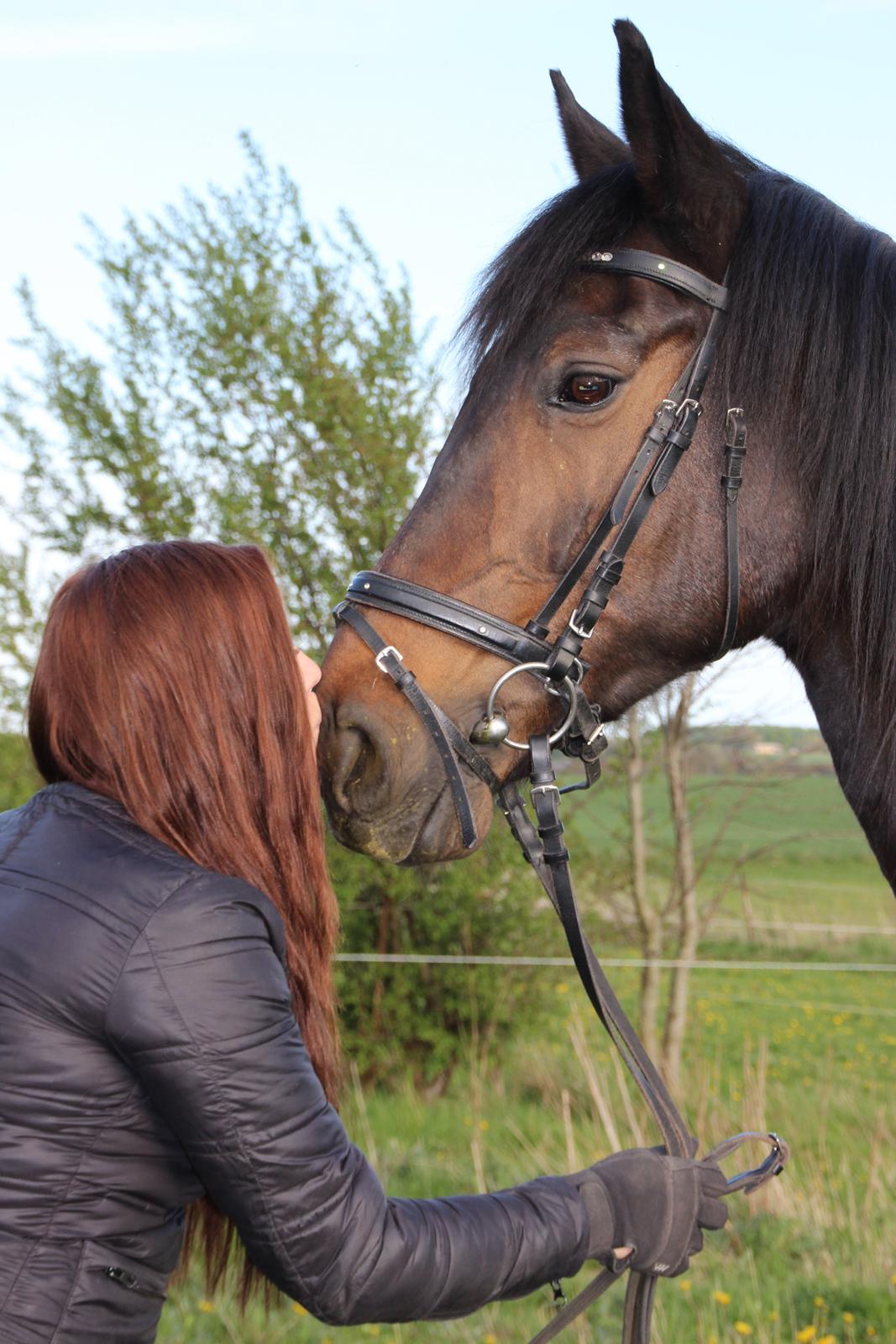 Dansk Varmblod Shadow  billede 9