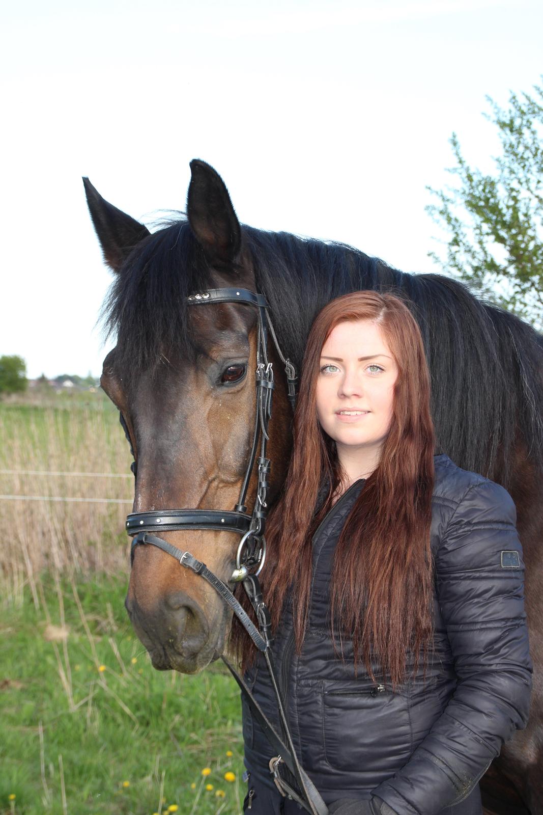 Dansk Varmblod Shadow  billede 8