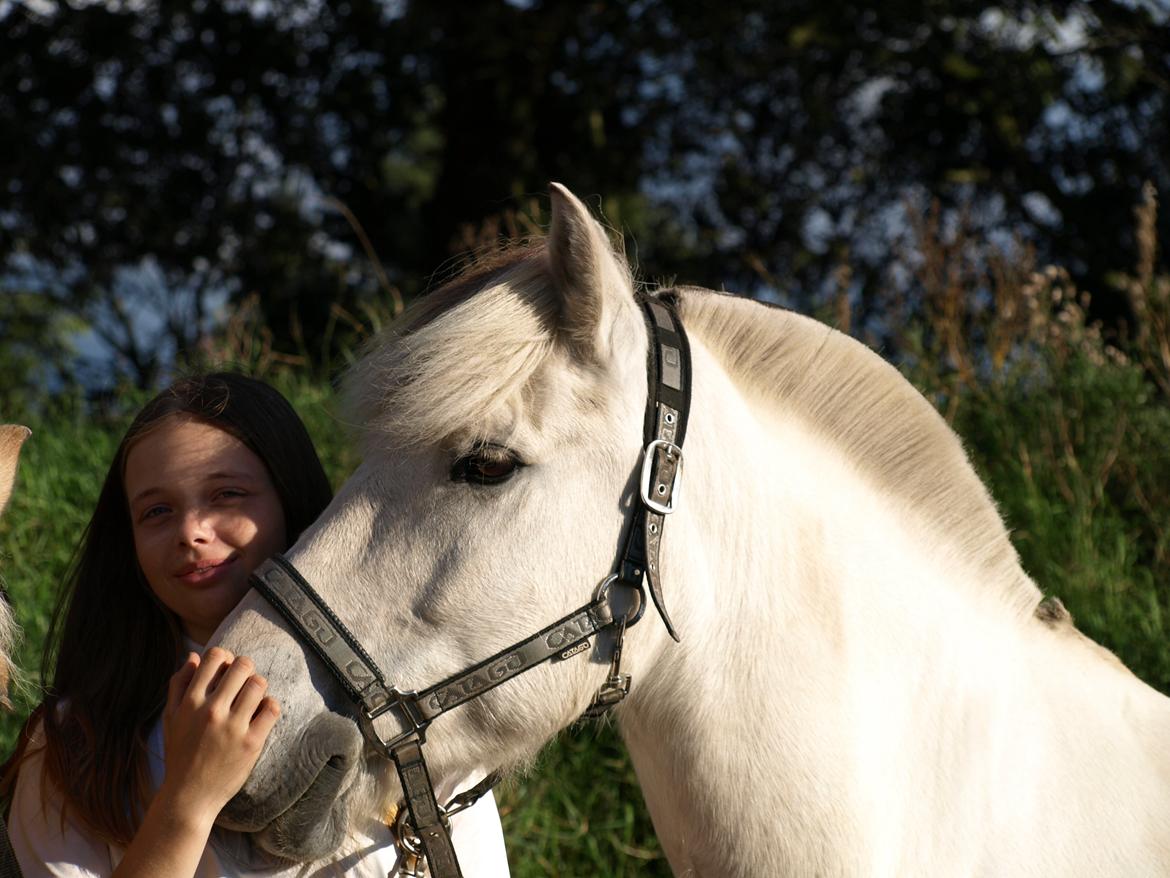 Fjordhest Lyngholms Arcon billede 8