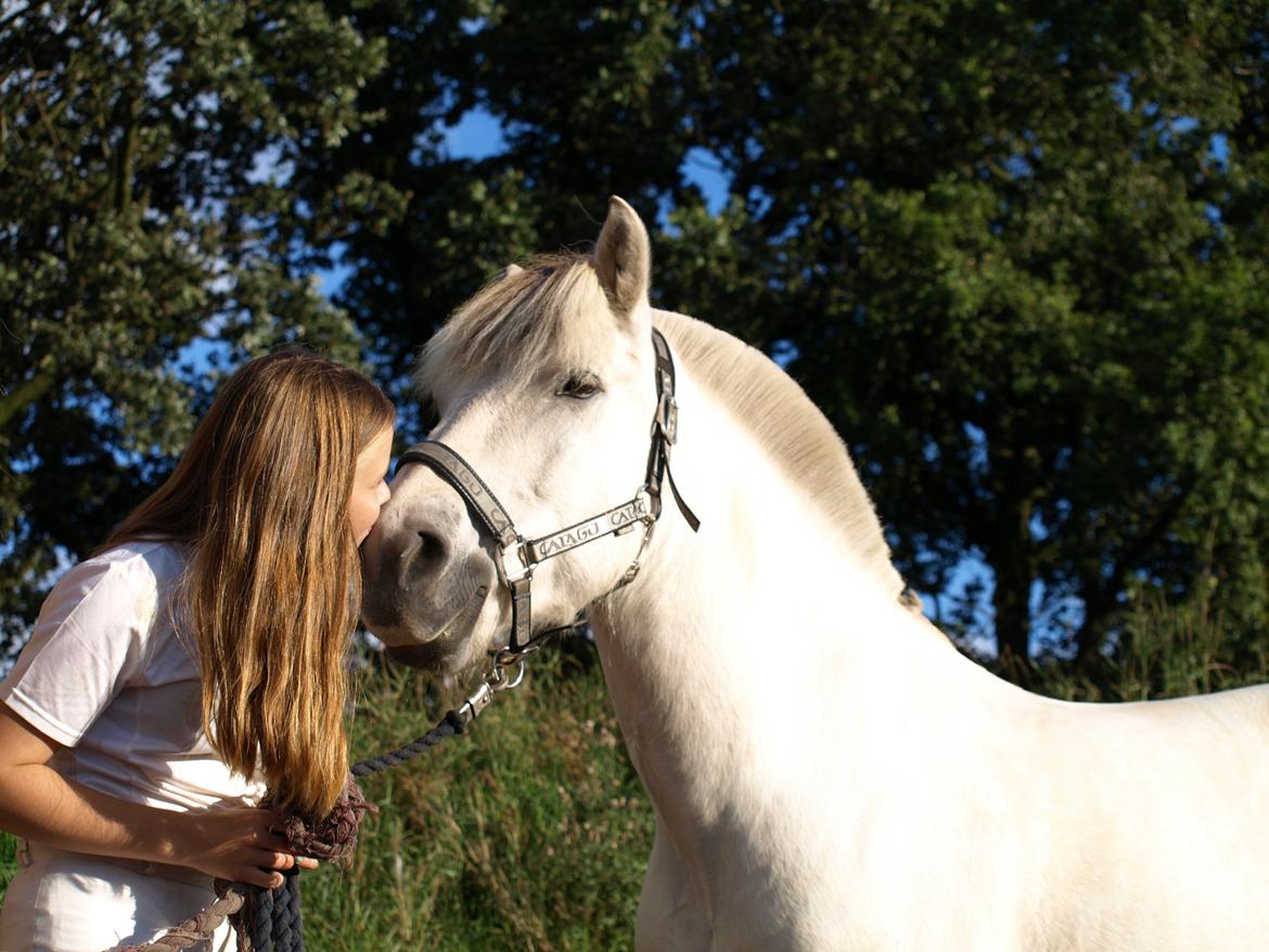 Fjordhest Lyngholms Arcon billede 33
