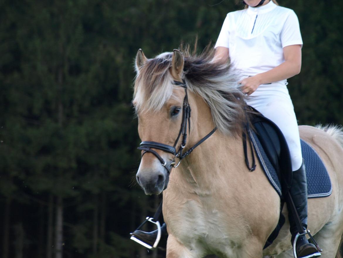 Fjordhest Prins billede 33