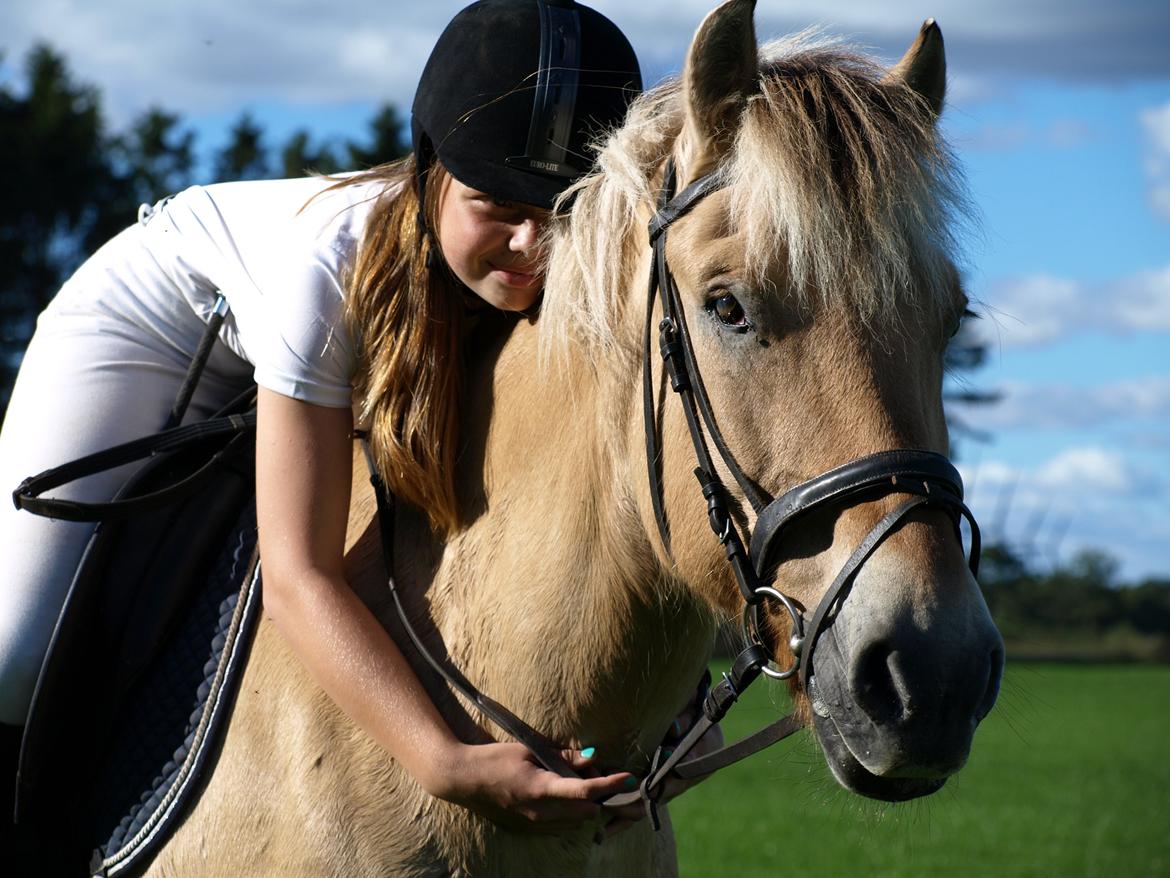 Fjordhest Prins billede 36