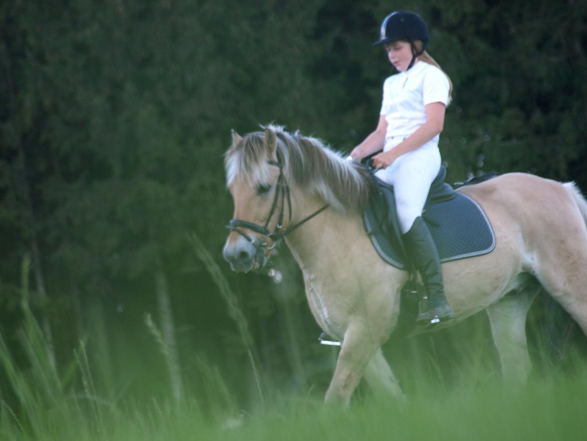 Fjordhest Prins billede 39