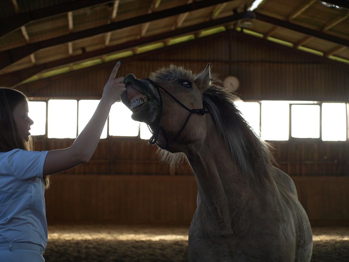 Fjordhest Prins billede 38