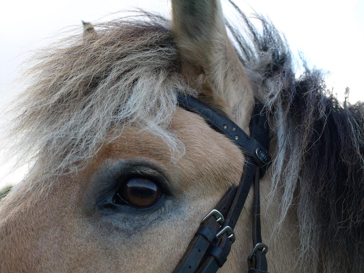 Fjordhest Prins billede 34