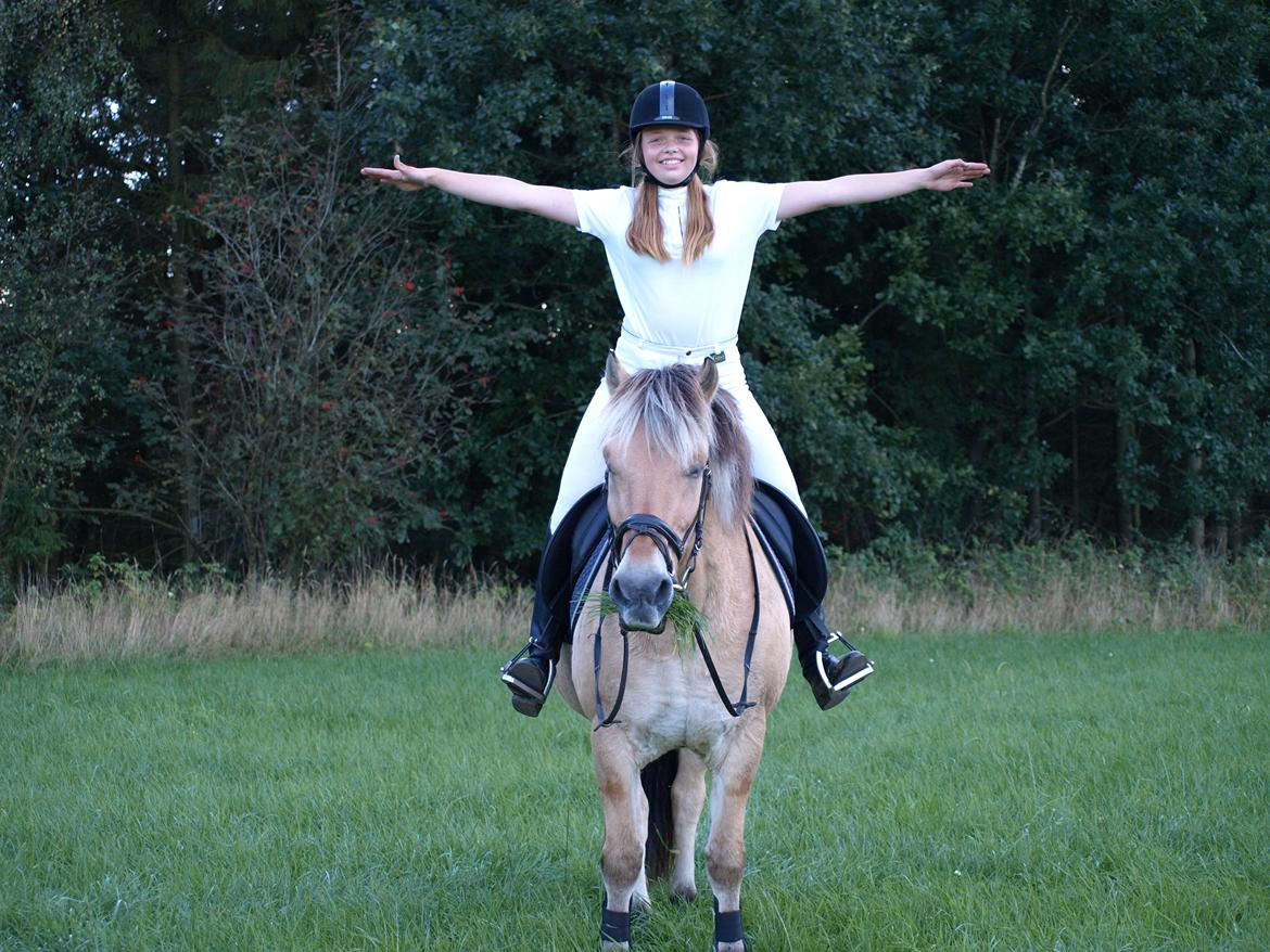 Fjordhest Prins billede 31