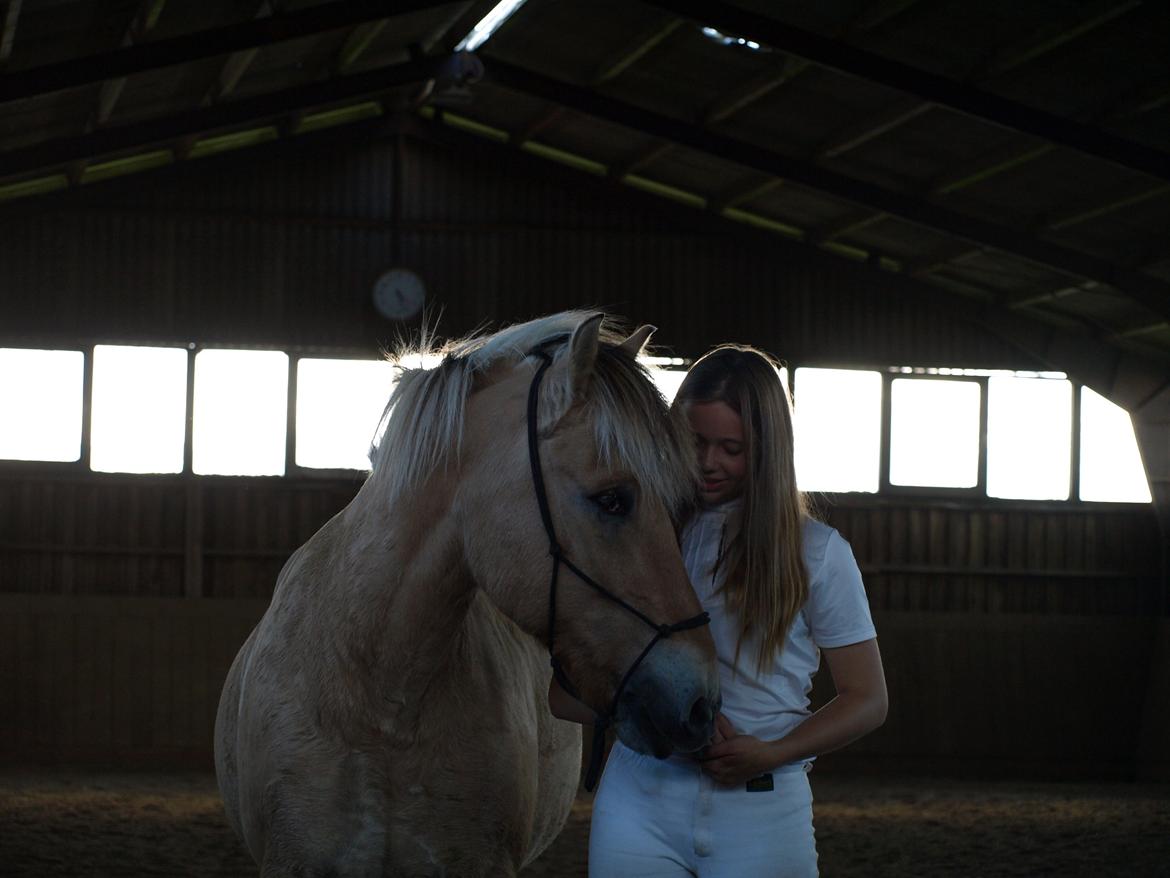 Fjordhest Prins billede 28