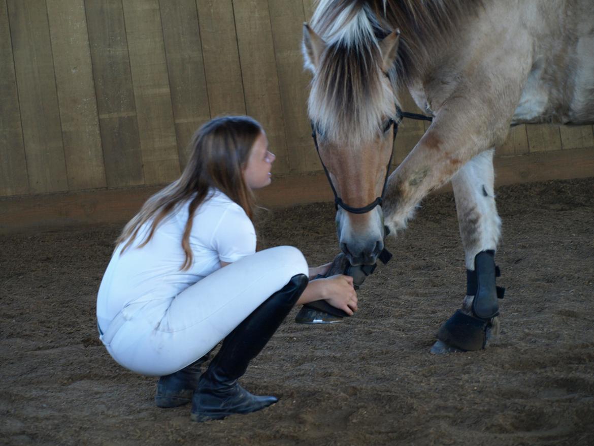 Fjordhest Prins billede 25