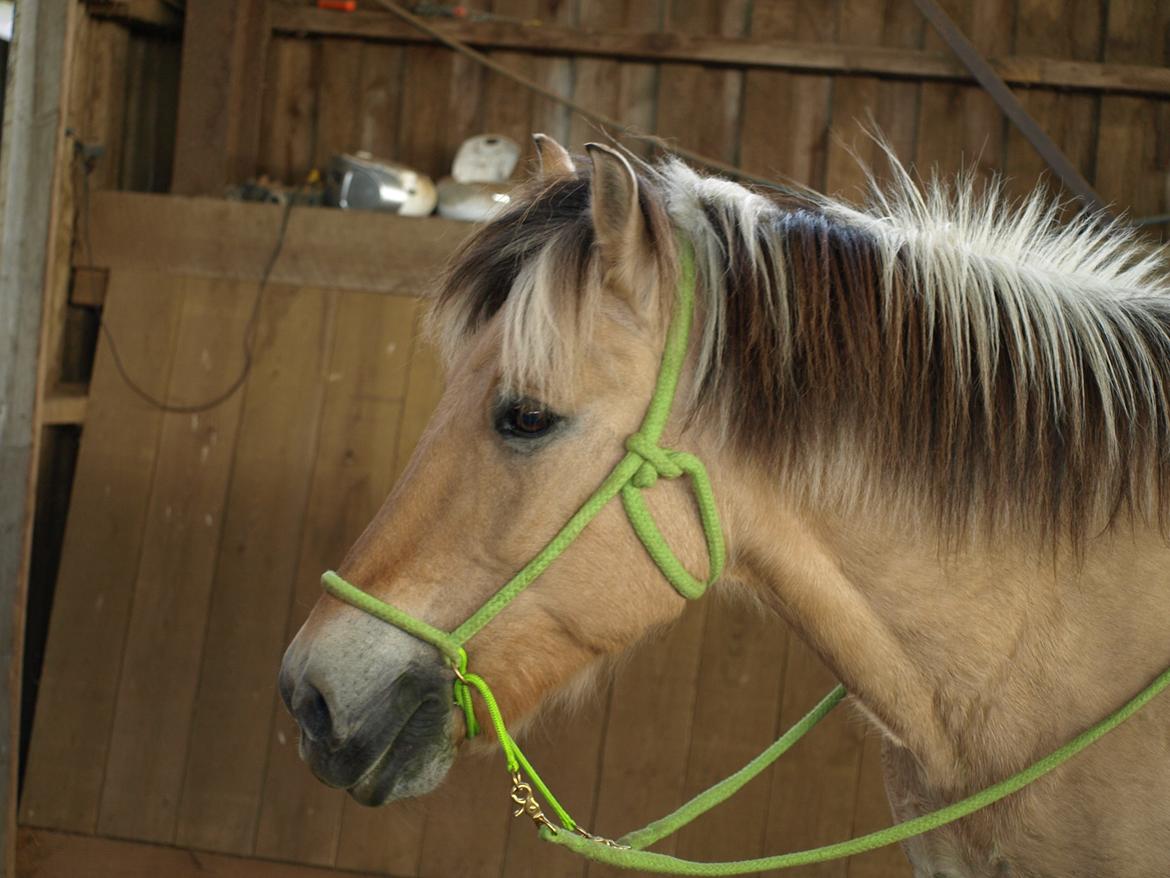 Fjordhest Prins billede 22
