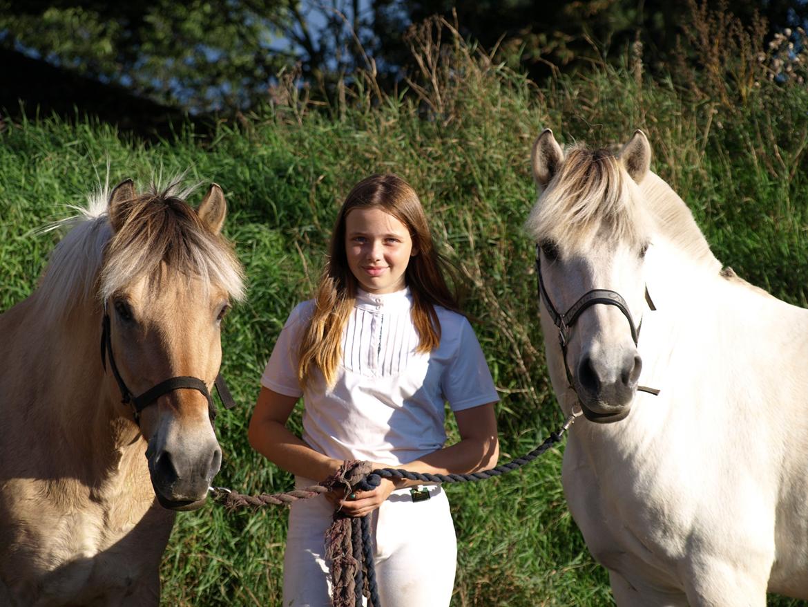 Fjordhest Prins billede 20