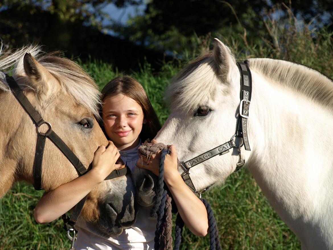 Fjordhest Prins billede 17