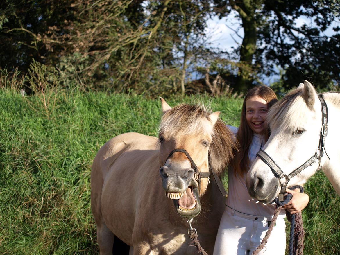 Fjordhest Prins billede 13