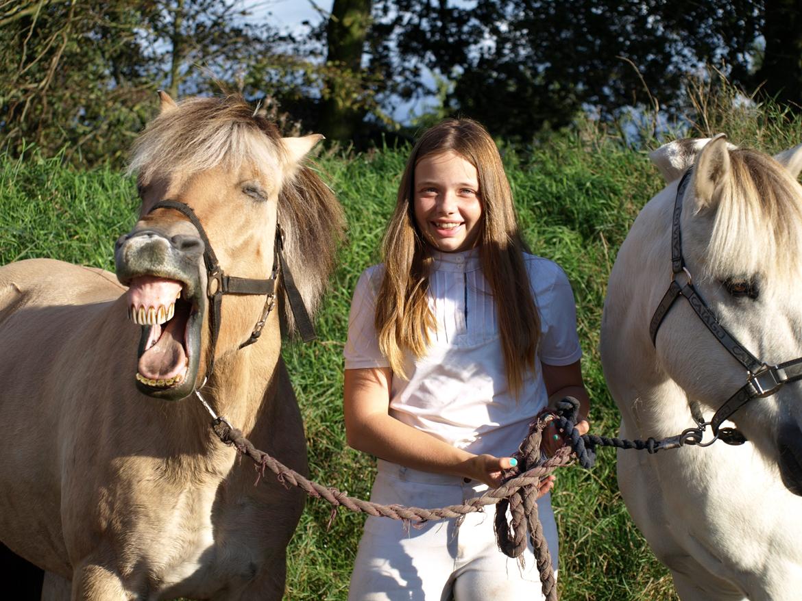 Fjordhest Prins billede 6