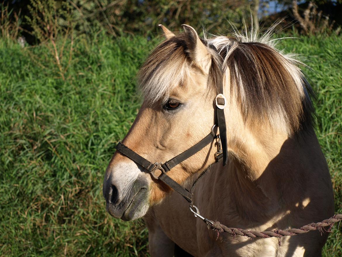 Fjordhest Prins billede 2