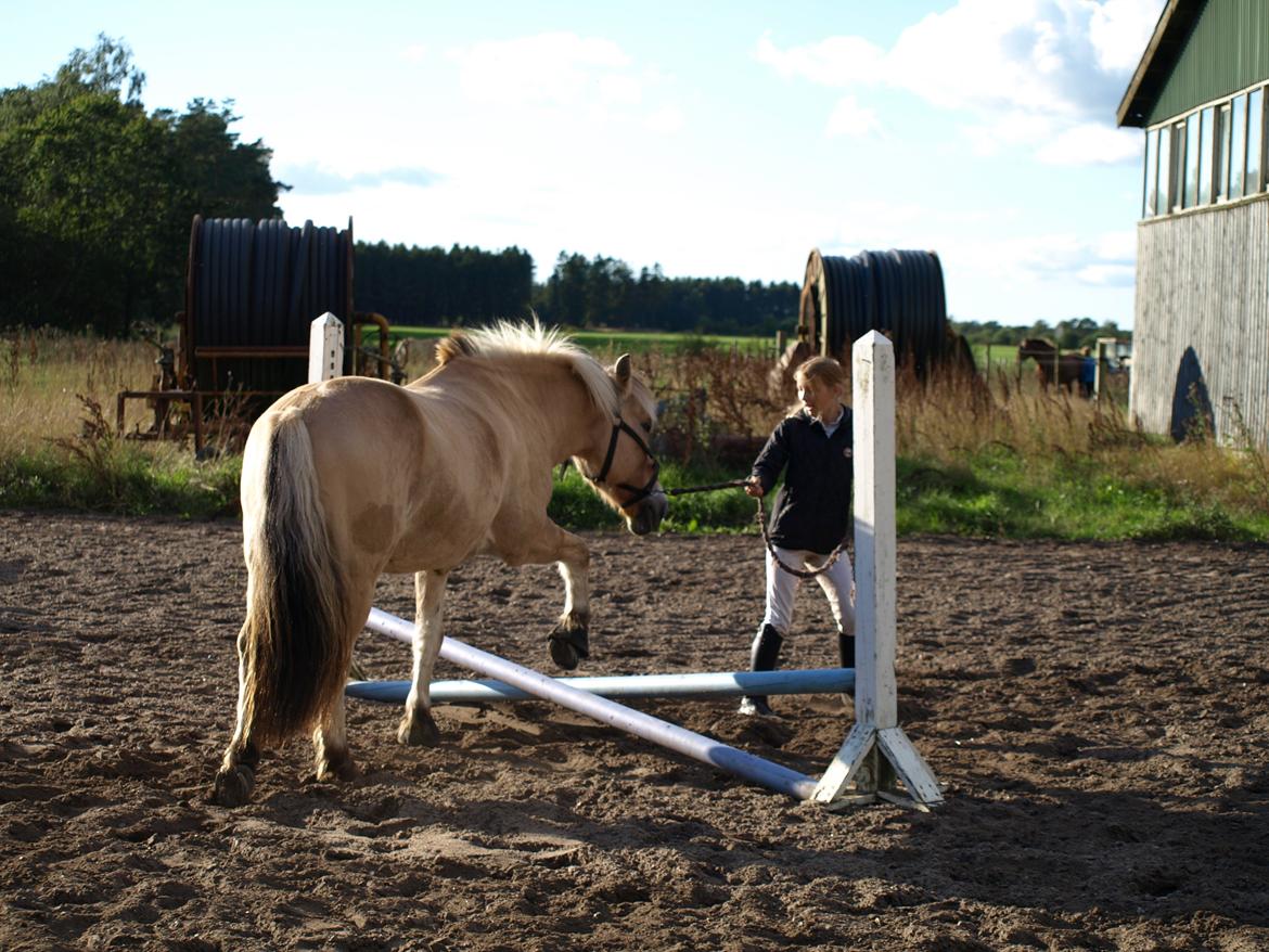 Fjordhest Prins billede 4