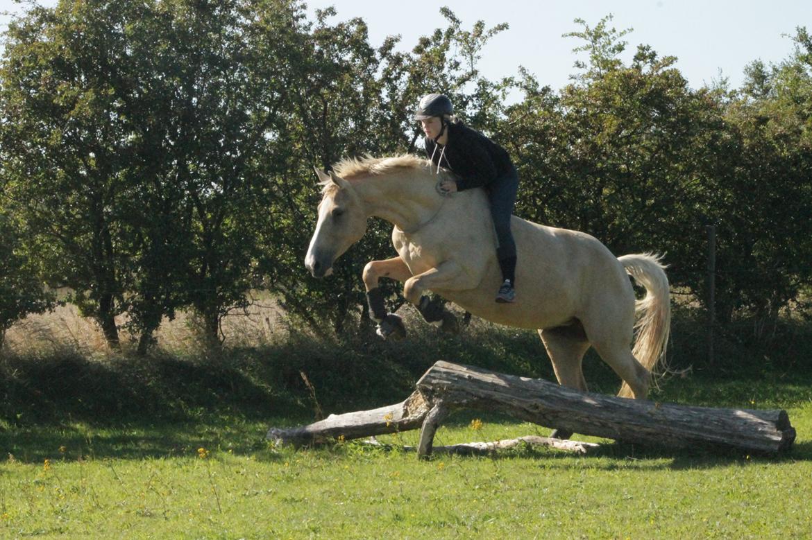 Anden særlig race Roosgårdens Chanta Lou billede 1