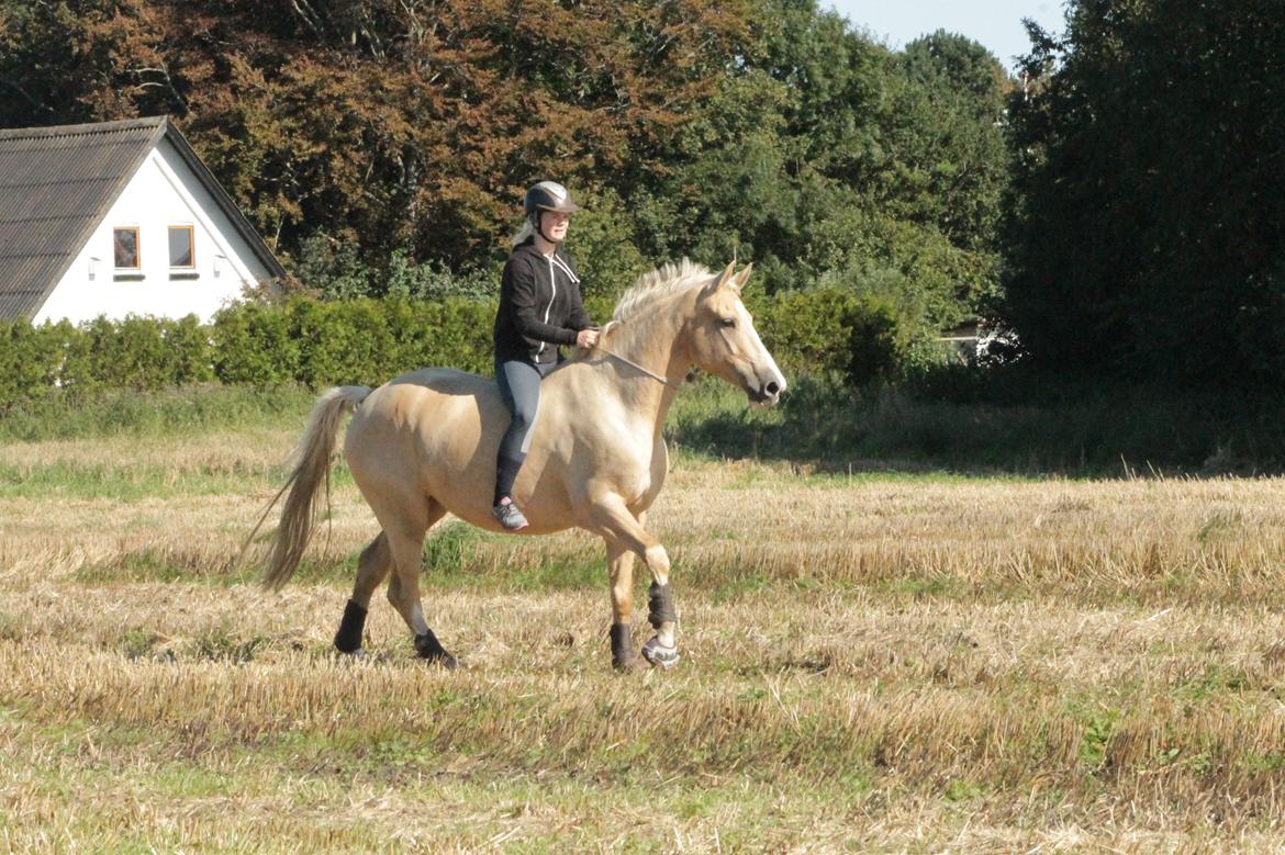 Anden særlig race Roosgårdens Chanta Lou billede 17