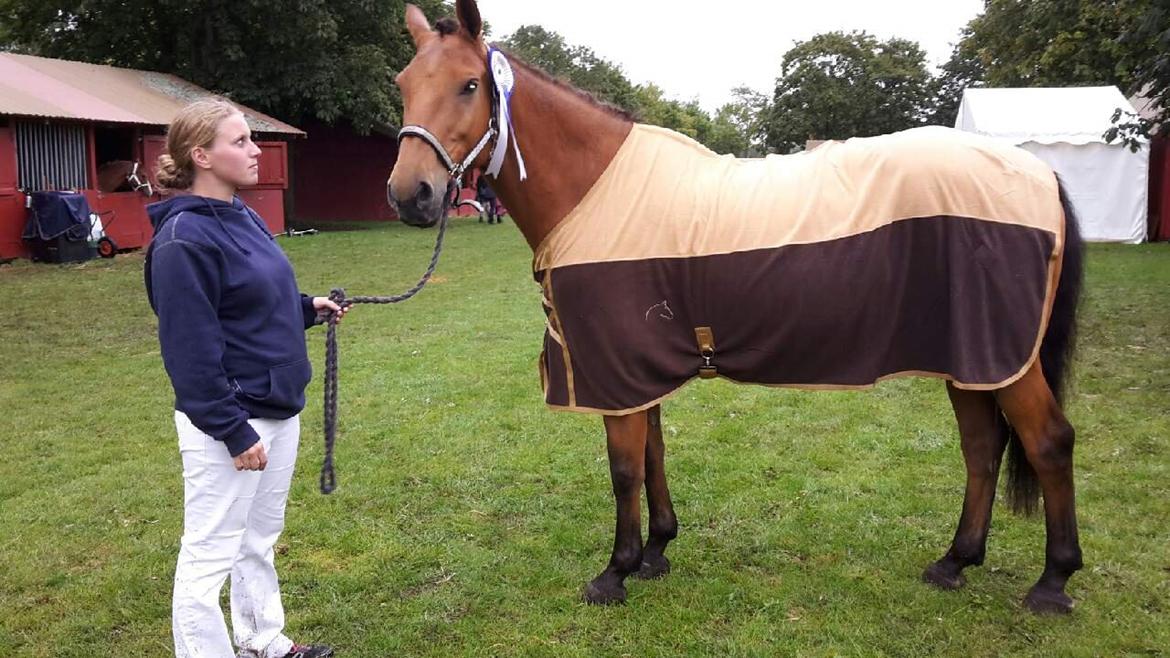 Anden særlig race Prins Charman ( Tidl hest) billede 13