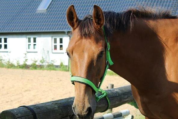 Anden særlig race Prins Charman ( Tidl hest) billede 16