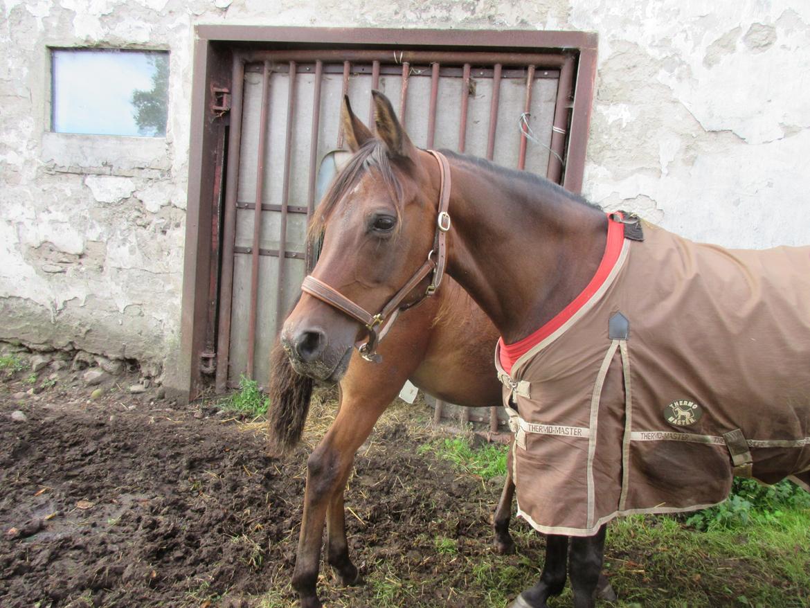 Arabisk fuldblod (OX) E'salta ox  *SOLGT* billede 37