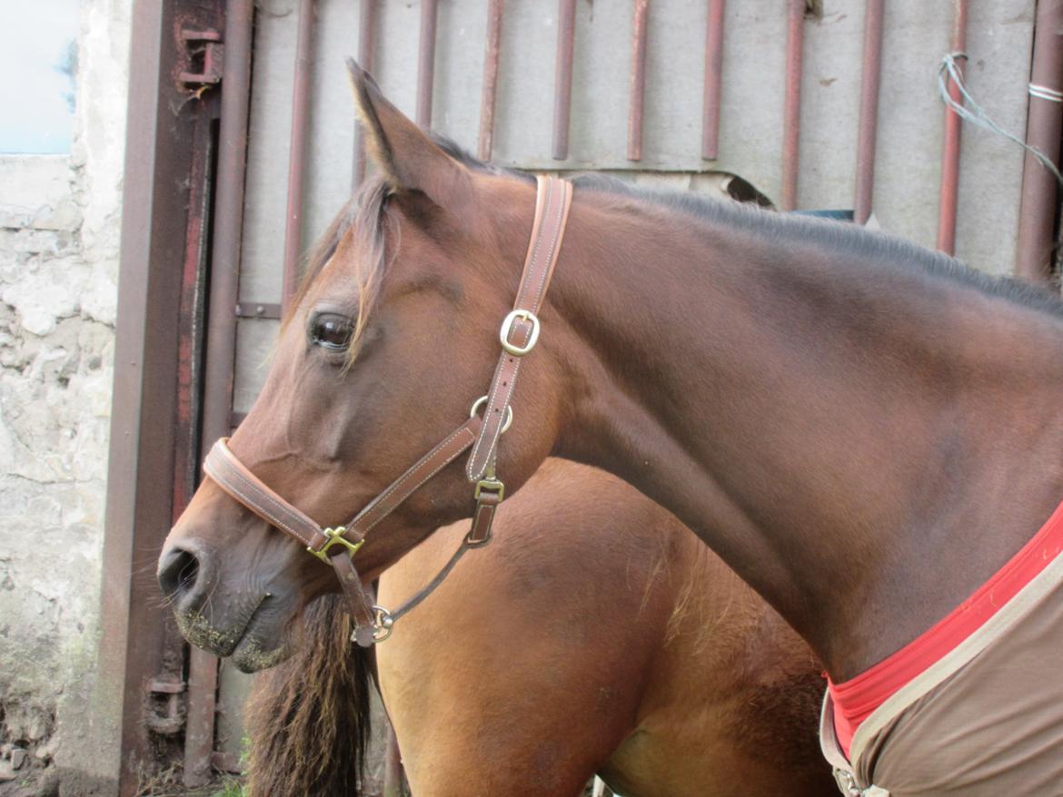 Arabisk fuldblod (OX) E'salta ox  *SOLGT* billede 39