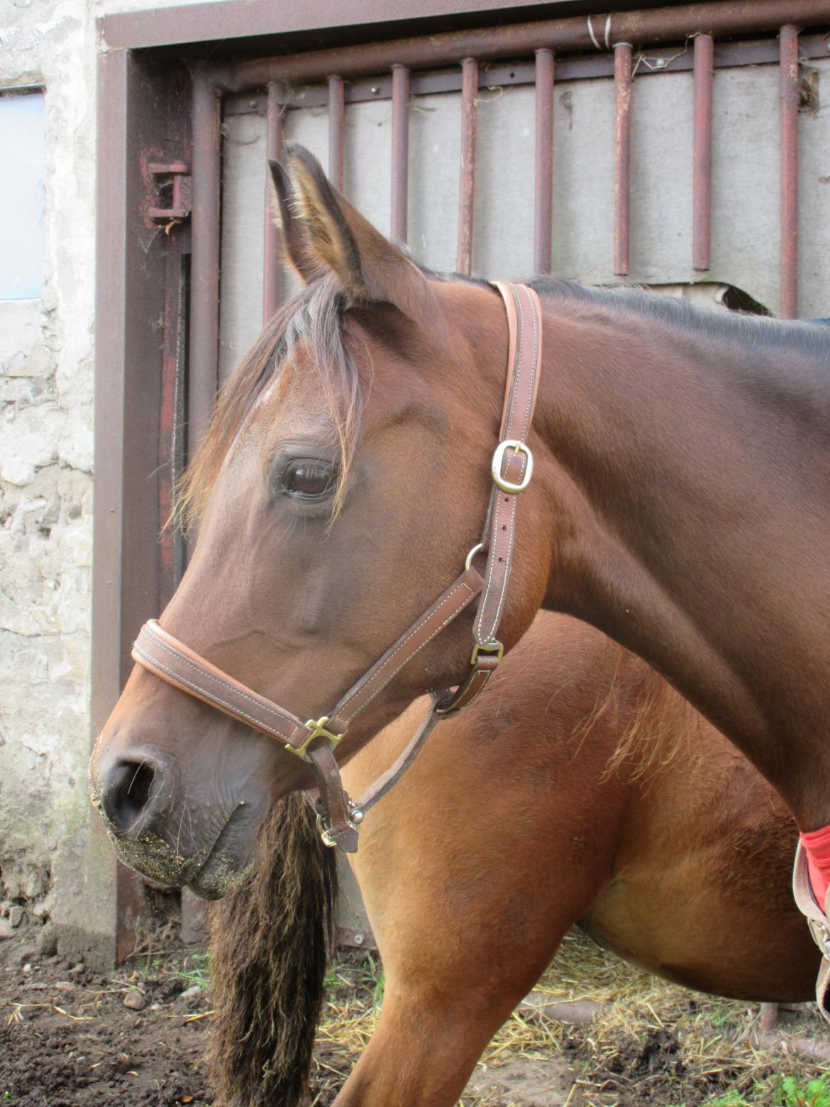 Arabisk fuldblod (OX) E'salta ox  *SOLGT* billede 38