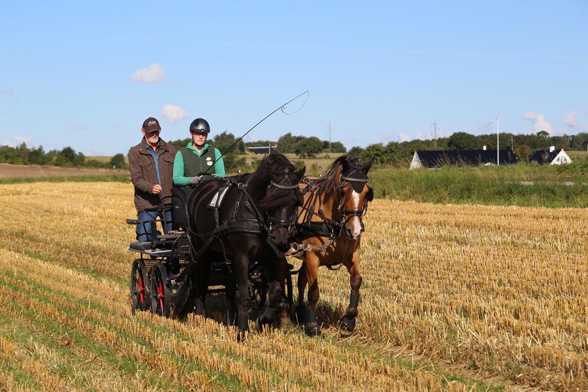 Anden særlig race Marinca R:I:P - Taget den 9/9-2015. Første gang de går 2-spand i 5 år og første gang sammen. Marinca og Holt. billede 14