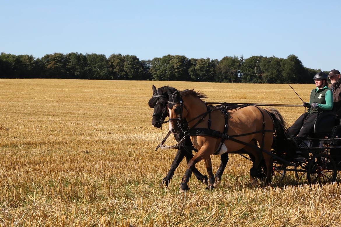 Anden særlig race Marinca R:I:P - Taget den 9/9-2015. Første gang de går 2-spand i 5 år og første gang sammen. Marinca og Holt. billede 13
