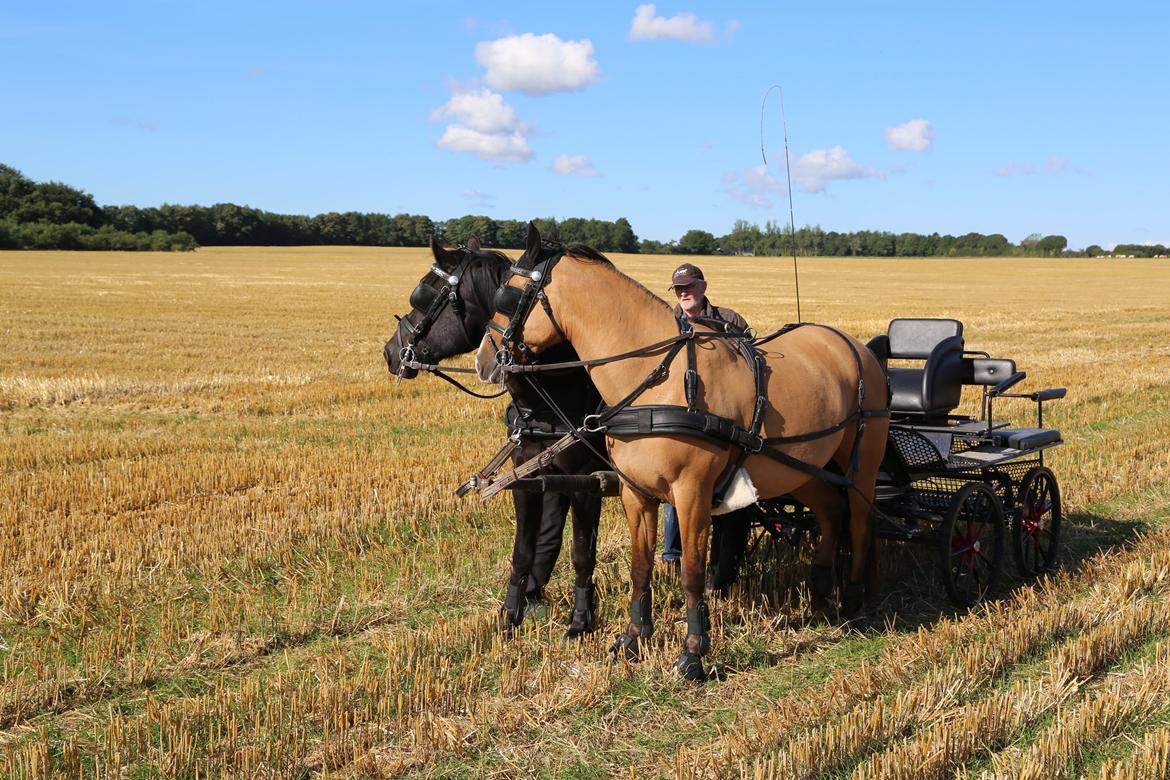 Anden særlig race Marinca R:I:P - Taget den 9/9-2015. Første gang de går 2-spand i 5 år og første gang sammen. Marinca og Holt. Der skulle lige rettes seletøj til ;-) billede 16