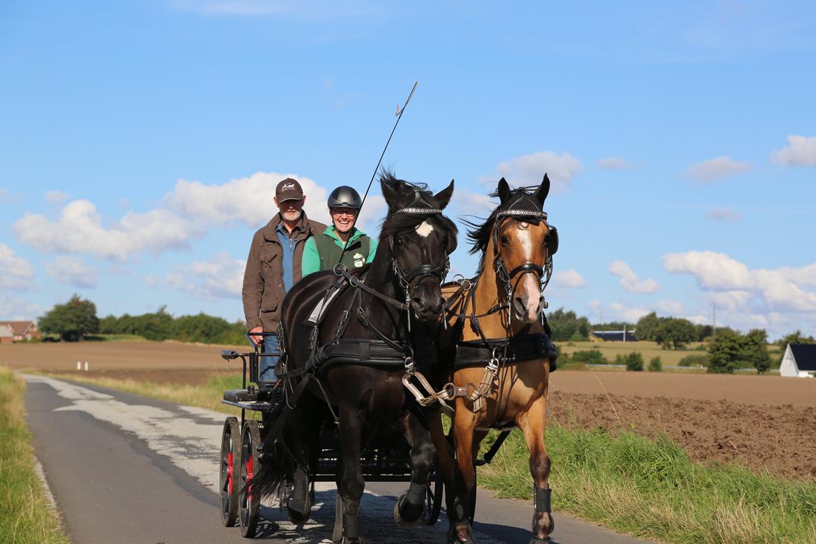 Anden særlig race Marinca R:I:P - Taget den 9/9-2015. Første gang de går 2-spand i 5 år og første gang sammen. Marinca og Holt. billede 18