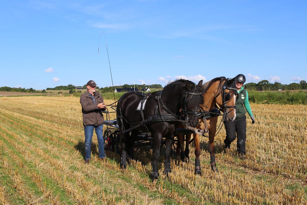 Anden særlig race Marinca R:I:P - Taget den 9/9-2015. Første gang de går 2-spand i 5 år og første gang sammen. Marinca og Holt. Der skulle lige rettes seletøj til ;-) billede 15