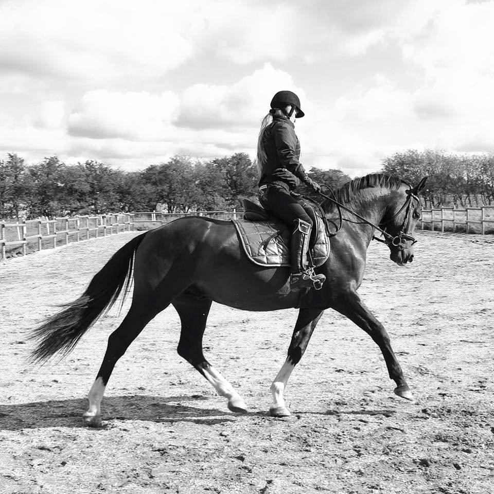 Dansk Varmblod Tm Beat The Clock billede 2