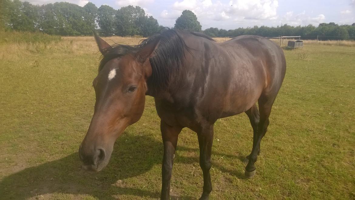 Traver Kalima joy joy. R.I.P billede 2